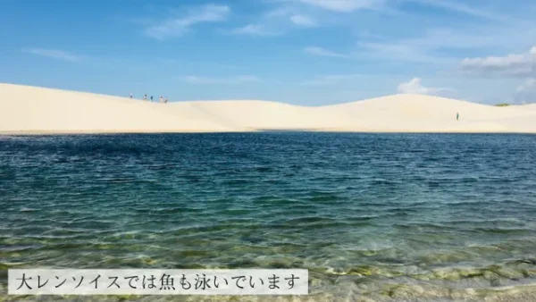 大レンソイスの湖で泳ぐ魚