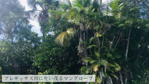 レンソイスのマングローブ