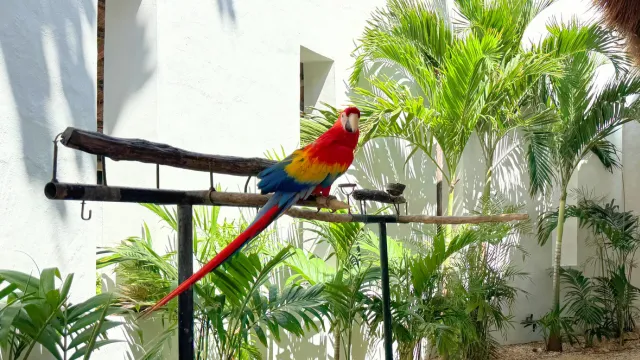 パライソボニータ　インコ