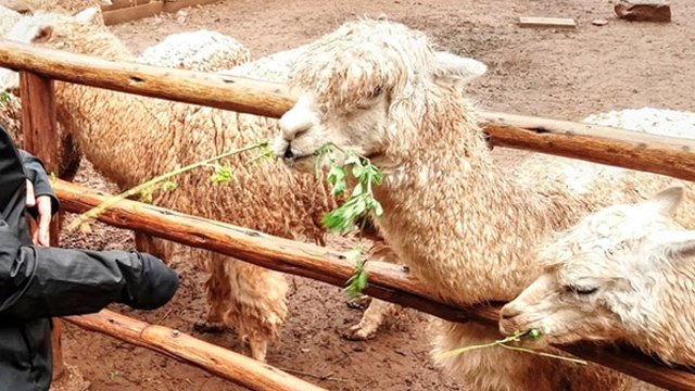 アルパカファーム