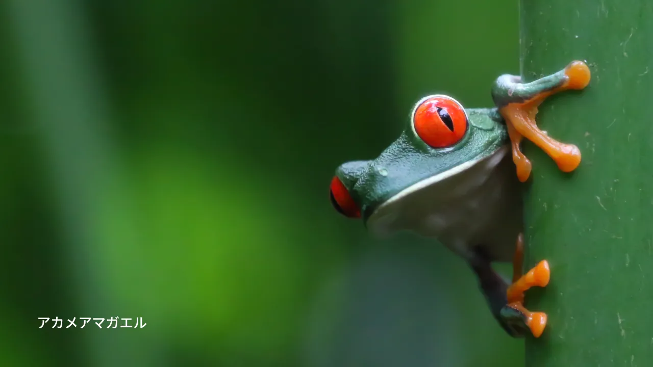 アカメアマガエル