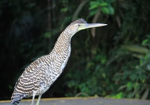 コスタリカ トルトゥゲーロ国立公園